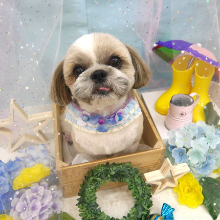 【池下店】2019年6月10日のワンちゃん達♪