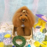 【池下店】2019年6月13日のワンちゃん達♪