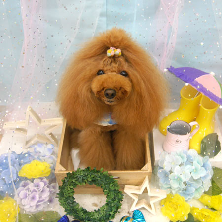 【池下店】2019年6月13日のワンちゃん達♪