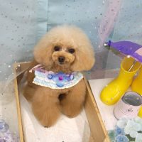 【池下店】2019年6月15日のワンちゃん達♪