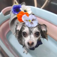 【池下店】2019年6月16日のワンちゃん達♪