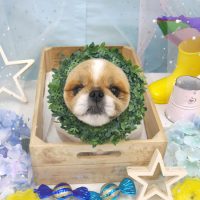 【池下店】2019年6月17日のワンちゃん達♪