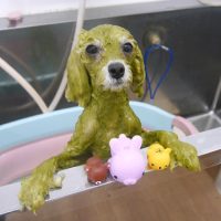 【池下店】2019年6月20日のワンちゃん達♪