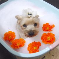 【池下店】2019年6月21日のワンちゃん達♪