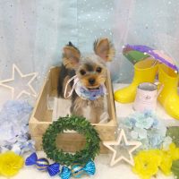 【池下店】2019年6月22日のワンちゃん達♪