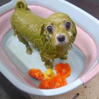 【池下店】2019年6月23日のワンちゃん達♪