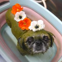 【池下店】2019年6月26日のワンちゃん達♪