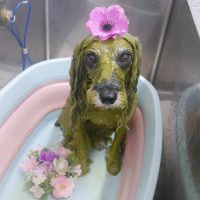 【池下店】2019年6月27日のワンちゃん達♪