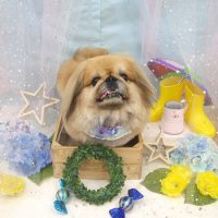 【池下店】2019年6月29日のワンちゃん達♪