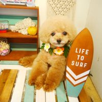 【本店】2019年7月3日のワンちゃん達♪