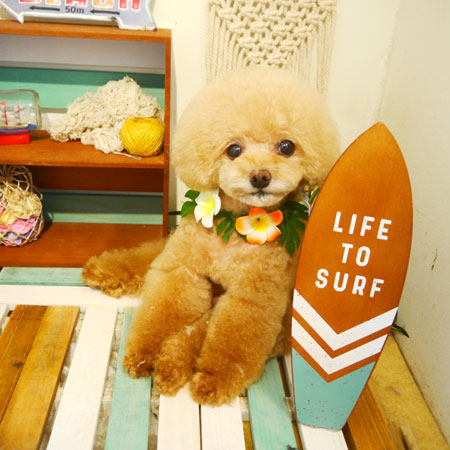 【本店】2019年7月3日のワンちゃん達♪