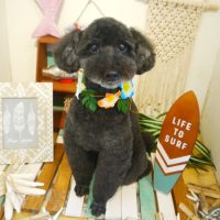 【本店】2019年7月4日のワンちゃん達♪