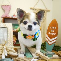 【本店】2019年7月5日のワンちゃん達♪　