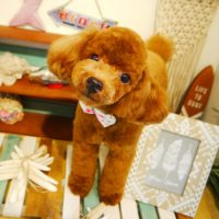 【本店】2019年7月6日のワンちゃん達♪