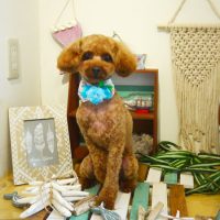 【本店】2019年7月7日のワンちゃん達♪