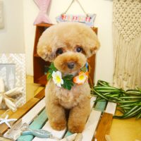 【本店】2019年7月8日のワンちゃん達♪