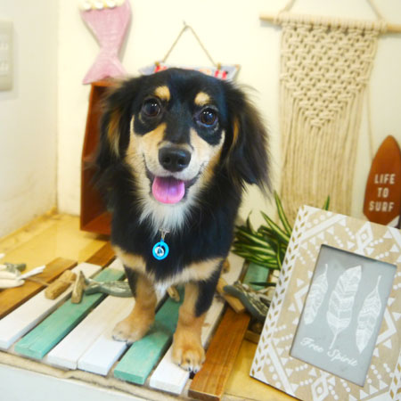 【本店】2019年7月11日のワンちゃん達♪