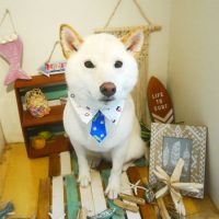 【本店】2019年7月13日のワンちゃん達♪