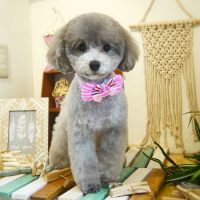 【本店】2019年7月14日のワンちゃん達♪