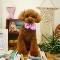 【本店】2019年7月15日のワンちゃん達♪