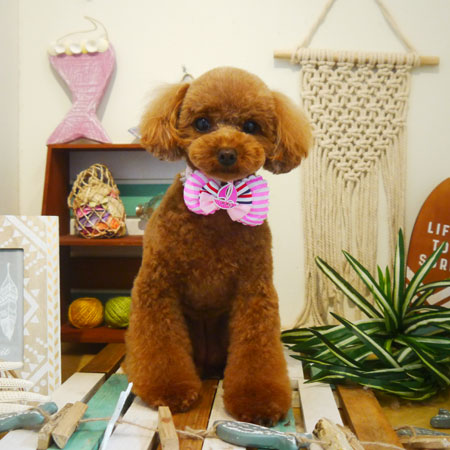 【本店】2019年7月15日のワンちゃん達♪