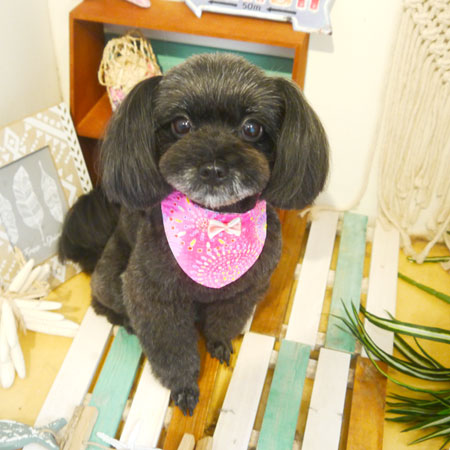 【本店】2019年7月17日のワンちゃん達♪