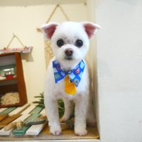 【本店】2019年7月18日のワンちゃん達♪