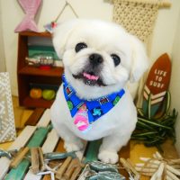 【本店】2019年7月20日のワンちゃん達♪