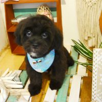 【本店】2019年7月22日のワンちゃん達♪