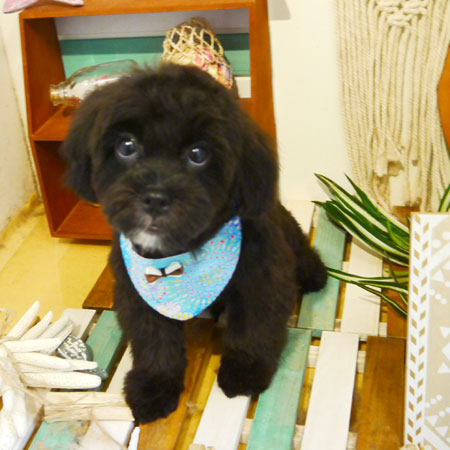 【本店】2019年7月22日のワンちゃん達♪