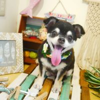 【本店】2019年7月24日のワンちゃん達♪　