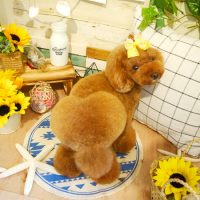 【本店】2019年7月25日のワンちゃん達♪