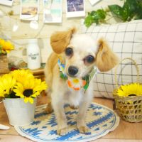 【本店】2019年7月26日のワンちゃん達♪