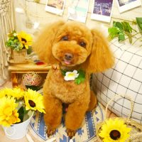 【本店】2019年7月27日のワンちゃん達♪