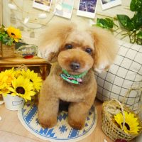 【本店】2019年7月29日のワンちゃん達♪