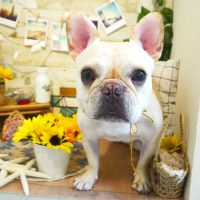 【本店】2019年7月31日のワンちゃん達♪