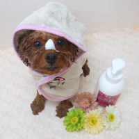 【山手店】2019年7月1日のワンちゃん達♪