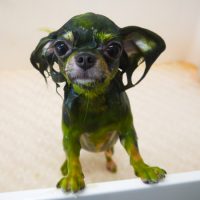 【山手店】2019年7月4日のワンちゃん達♪