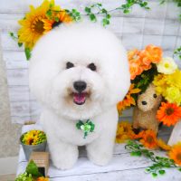 【山手店】2019年7月5日のワンちゃん達♪