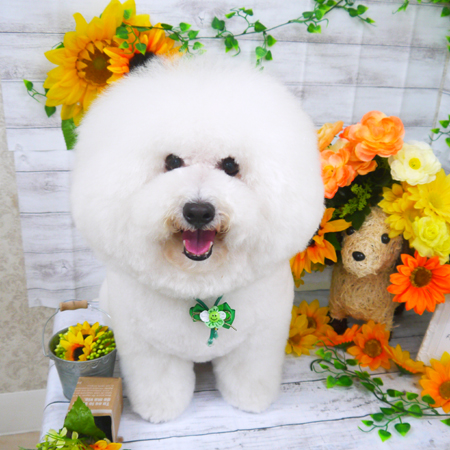 【山手店】2019年7月5日のワンちゃん達♪