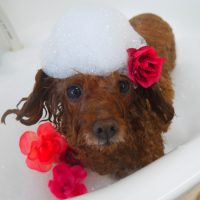 【山手店】2019年7月6日のワンちゃん達♪