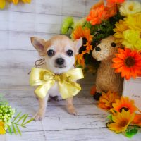 【山手店】2019年7月7日のワンちゃん達♪