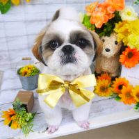 【山手店】2019年7月8日のワンちゃん達♪