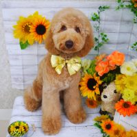 【山手店】2019年7月11日のワンちゃん達♪