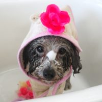 【山手店】2019年7月12日のワンちゃん達♪