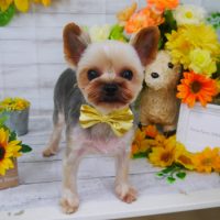 【山手店】2019年7月13日のワンちゃん達♪