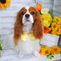 【山手店】2019年7月14日のワンちゃん達♪