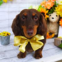 【山手店】2019年7月15日のワンちゃん達♪