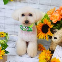 【山手店】2019年7月18日のワンちゃん達♪