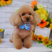 【山手店】2019年7月19日のワンちゃん達♪